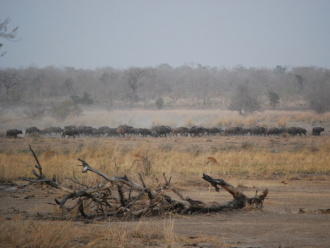02 Troupeau De Buffle En Mouvement